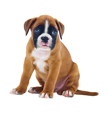 AKC Boxer Puppies for Sale in Illinois