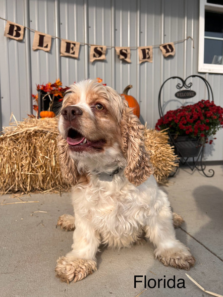 Florida | Cocker Spaniel