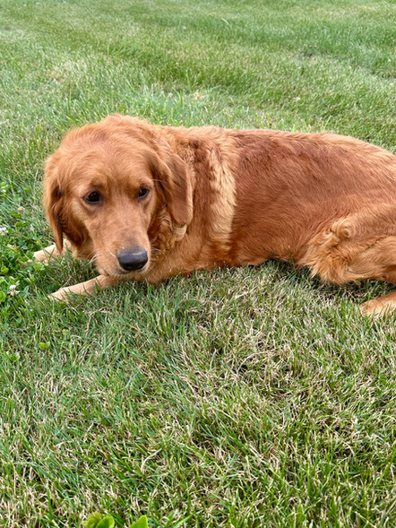 Kim | Standard Golden Retriever