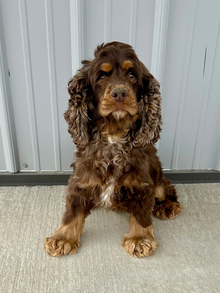 Pansy | Cocker Spaniel