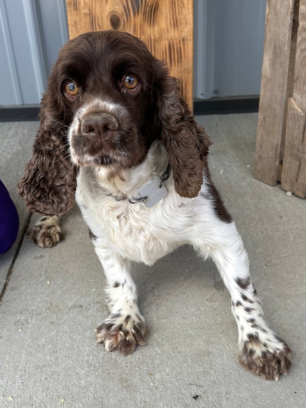 Queen | Cocker Spaniel