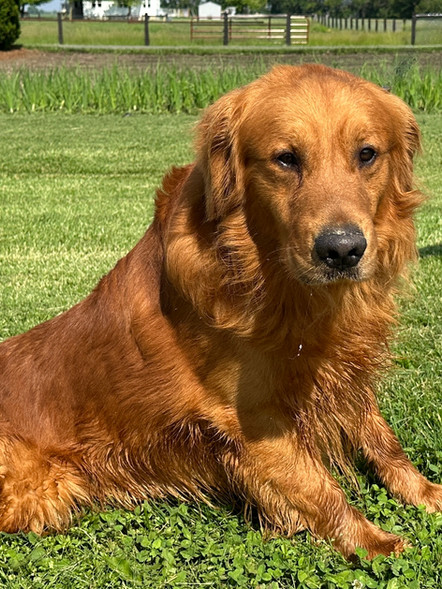 Turbo | Standard Golden Retriever