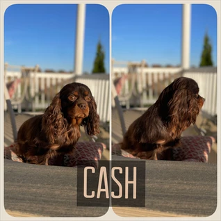 Cash | Cavalier