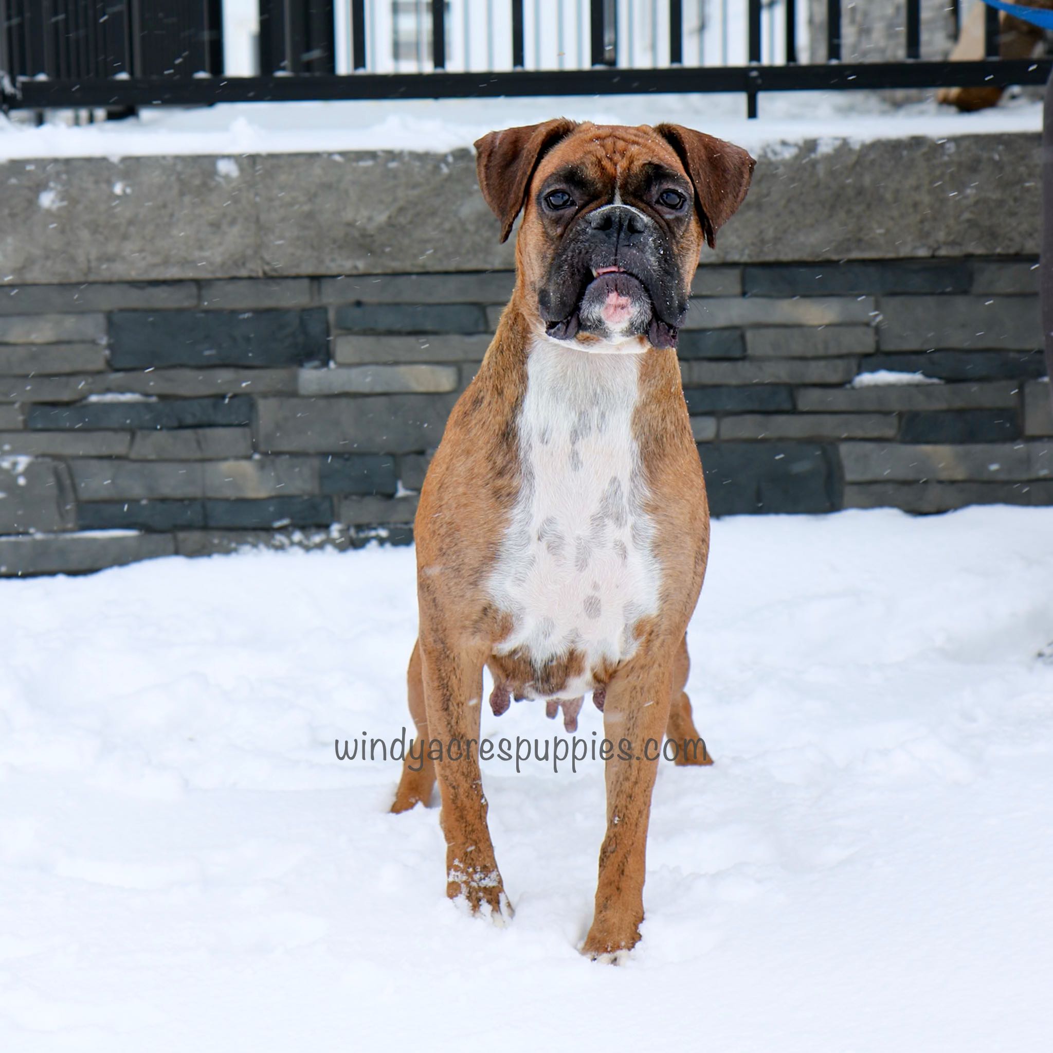 Bailey | Boxer