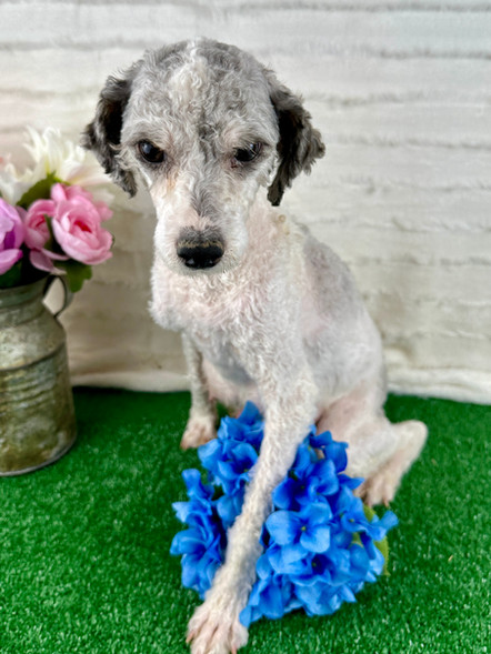 Bell | Mini Poodle