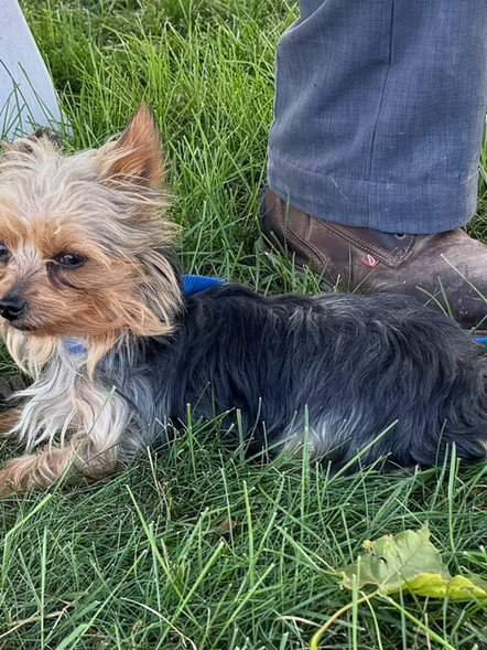 Braidy | Yorkshire Terrier