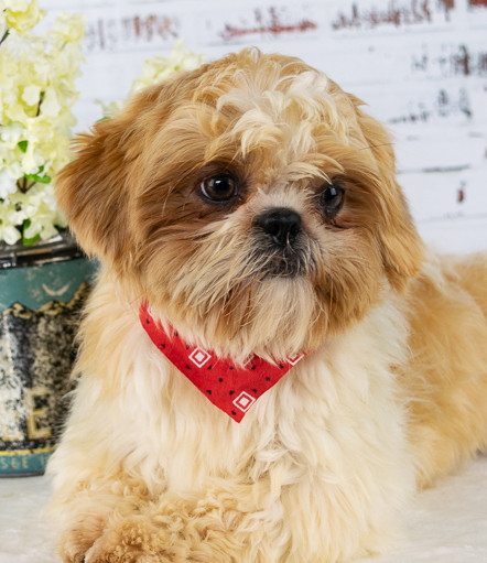 Brittany | Shih Tzu