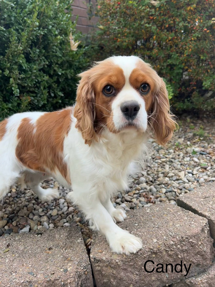 Candy | Cavalier | AKC | 22 lbs