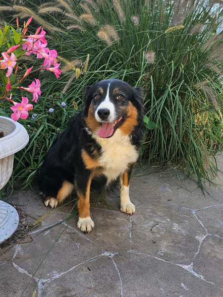 Cassie | Mini Aussie