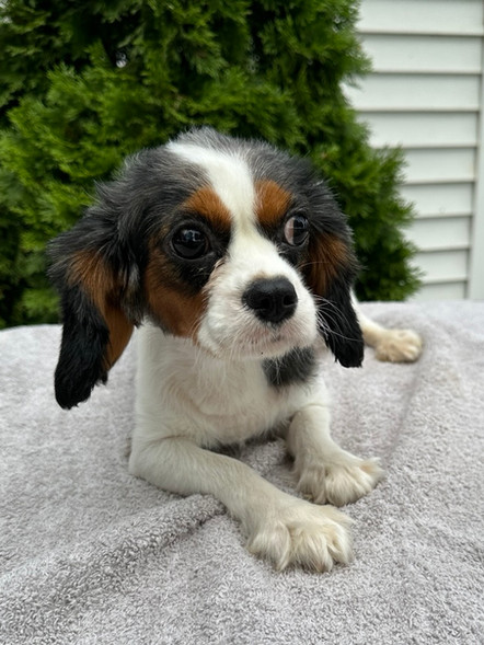 Chloe | Cavalier King Charles Spaniel