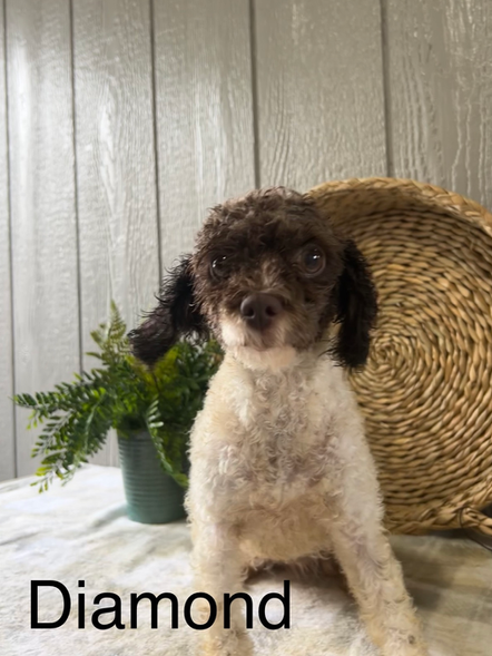 Diamond | Toy Poodle