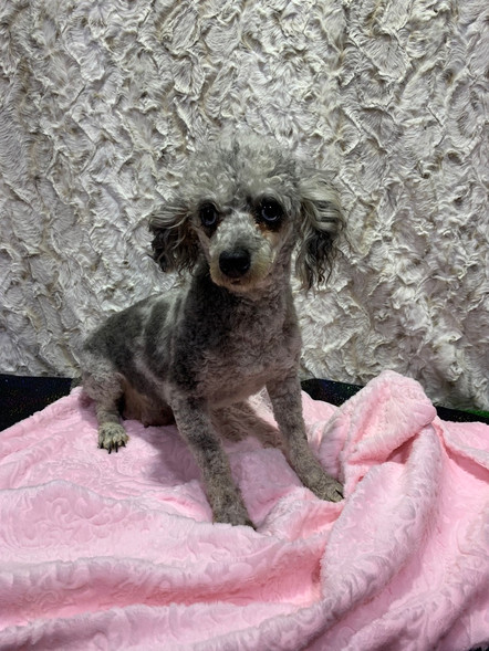 Fancy- Toy Poodle - Mother