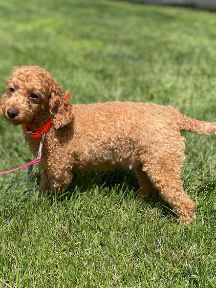 Haley | Toy Poodle