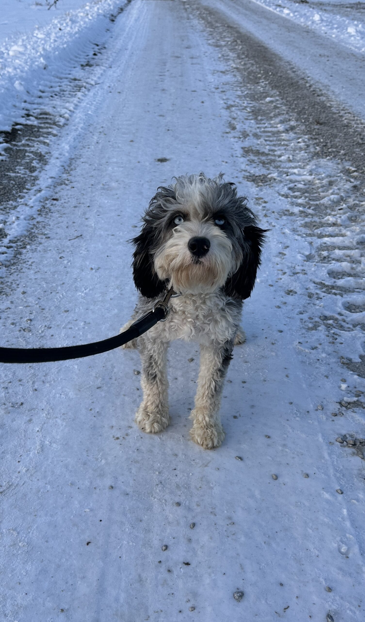 Stormy | Bernecavadoodle