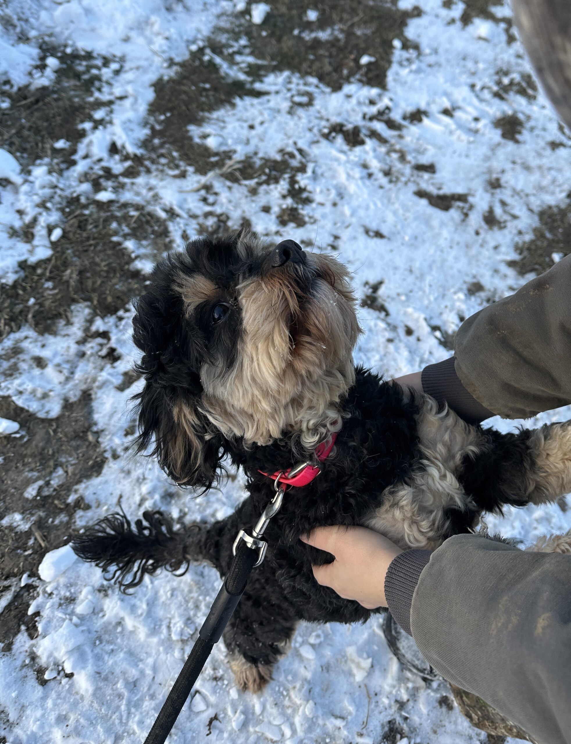 Jet | Cavapoo