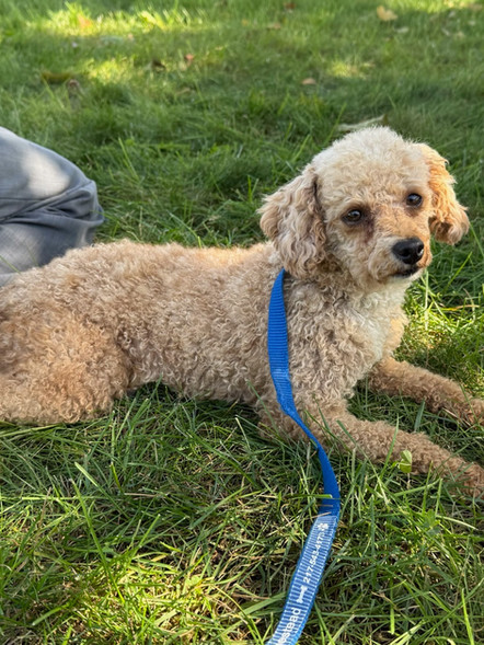 Jasper | Toy Poodle