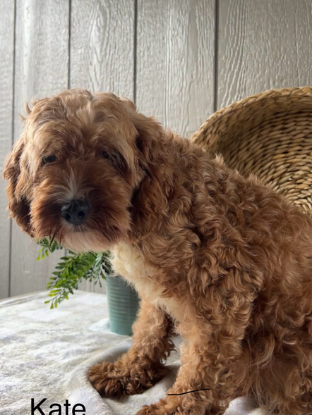 Kate | Cavapoo