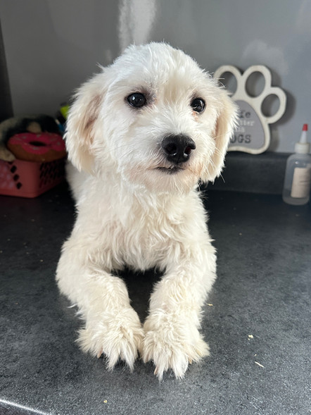 Meka | Coton de Tulear