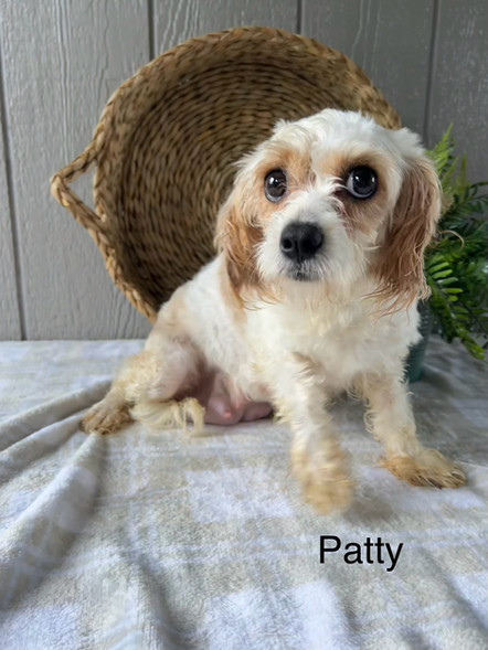 Patty | Cavapoo