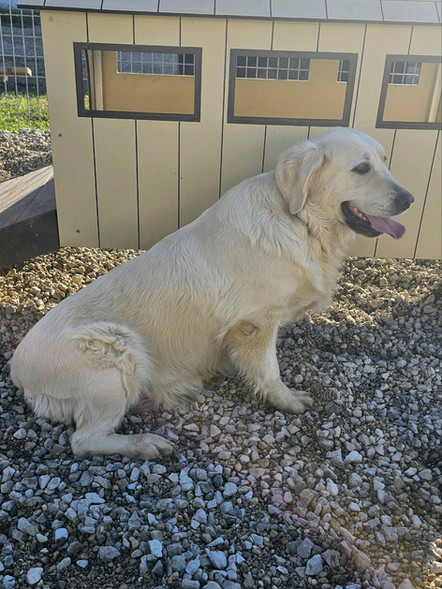 Sadie | Cream Retriever