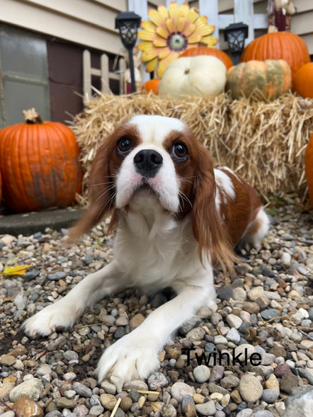 Twinkle | Cavalier | AKC | 25 lbs