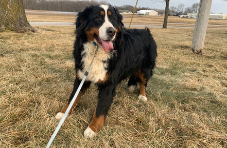 Zoe | Standard Bernese