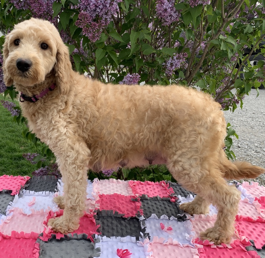 Sonya | Mini Goldendoodle