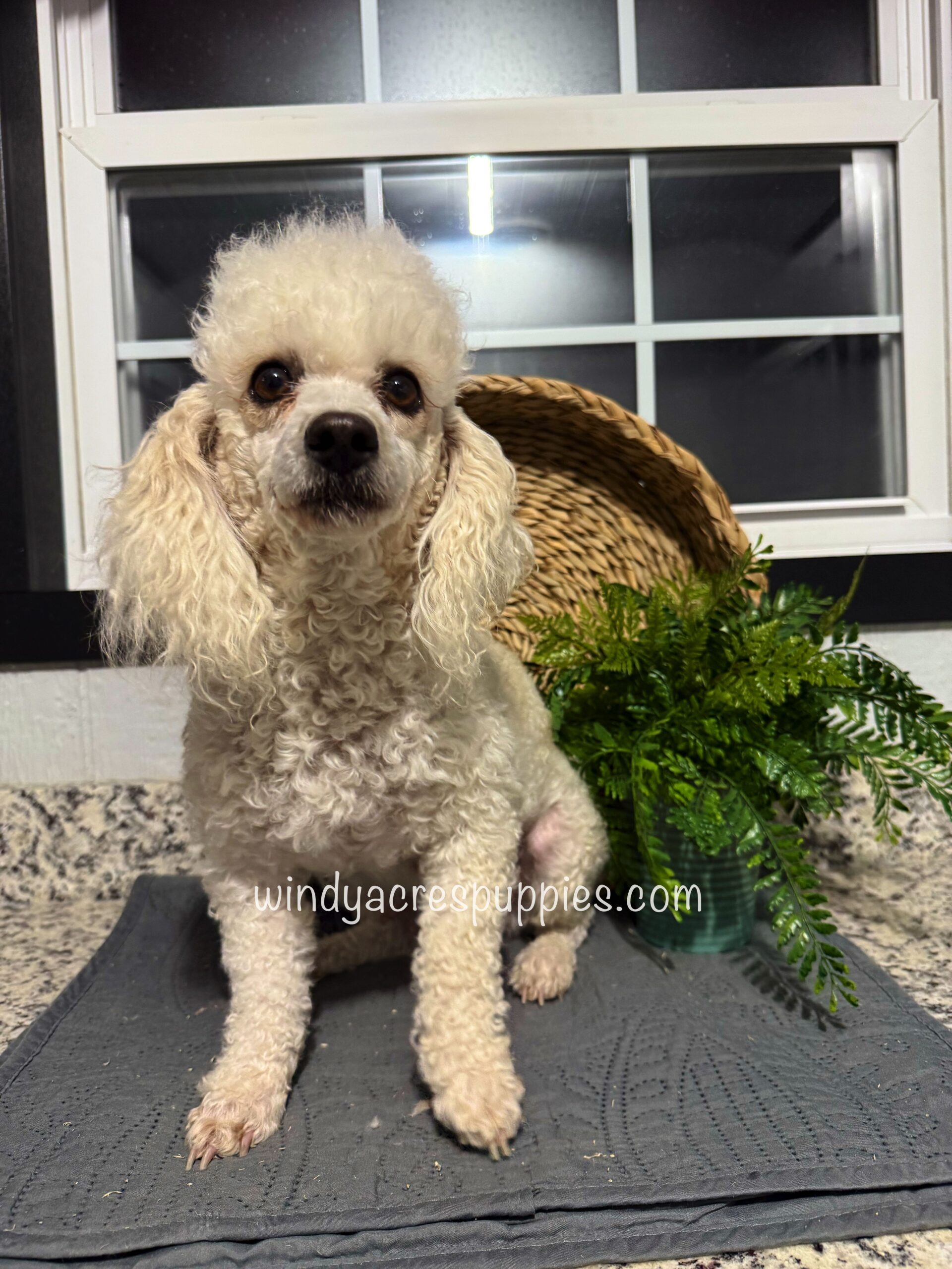 Sassy | Toy Poodle