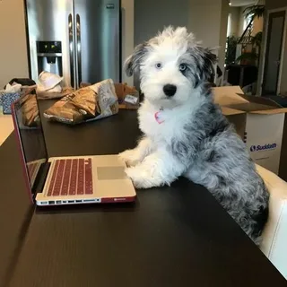 mini aussiedoodle