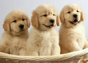 golden retriever puppies