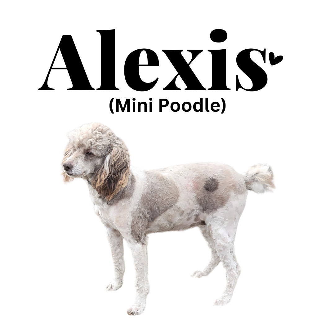 Alexis | Mini Poodle